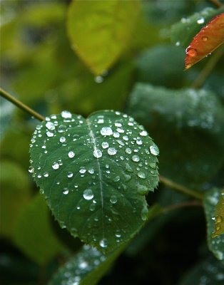 Spiraea leaves after rain