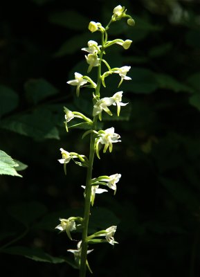 Grönvit nattviol / Greater Butterfly-orchid / Platanthera chloranta