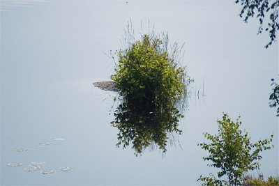 A bush in the lake