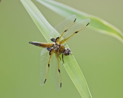 Four spotted skimmer  (Libellula quadrimaculata)