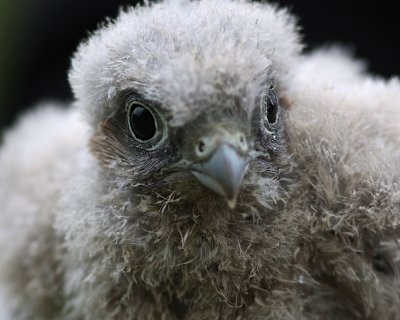 Four week kestrel