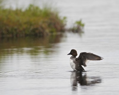 Common Goldeneye/Knipa.