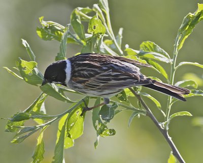 Common Reed Bunting/Svsparv.