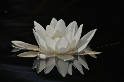 Vit nckros / White Water-lily.