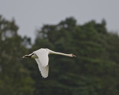 Mute Swan/Knlsvan