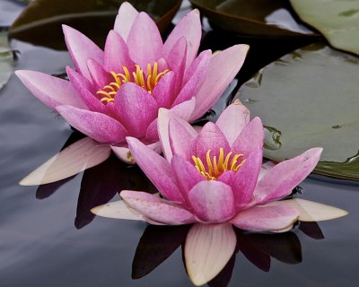 Rd nckros / Red Water-lily.