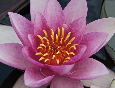 Röd näckros / Red Water-lily.
