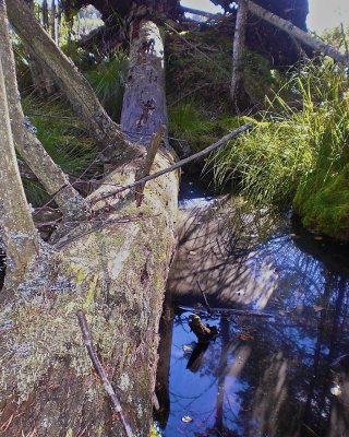 Old fallen tree