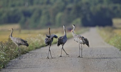 Common Crane migrating down the road apiece..