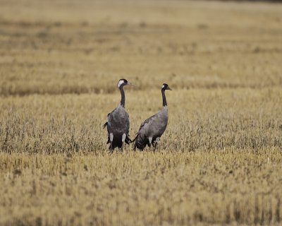 Common Crane resting