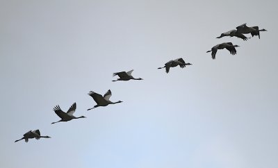 Common Crane migrating.