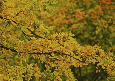Autumn colors in oak leaves.