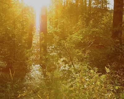 Autumn light thru the woods