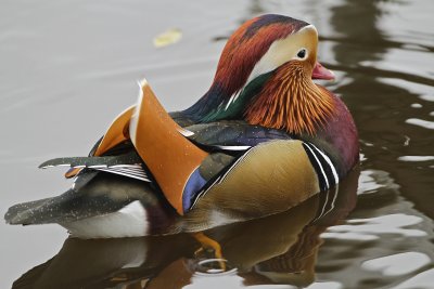 Mandarin Duck.