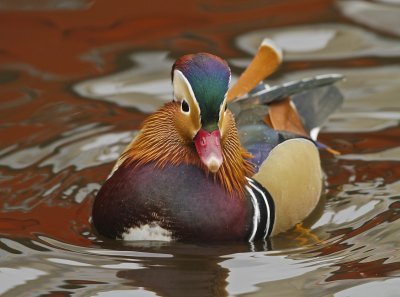 Mandarin Duck.