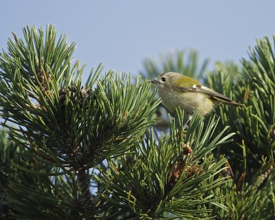 Goldcrest.