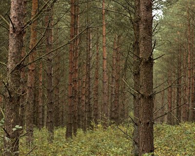 Pine woods