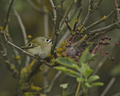 Goldcrest.