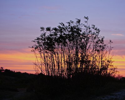Sunrise and rowan bushes