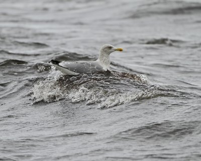 Herring Gull 5.