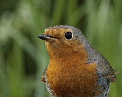 European Robin,