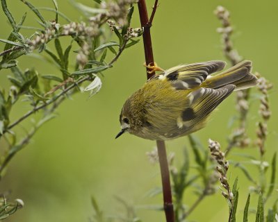 Goldcrest