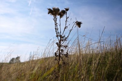 Thistle.