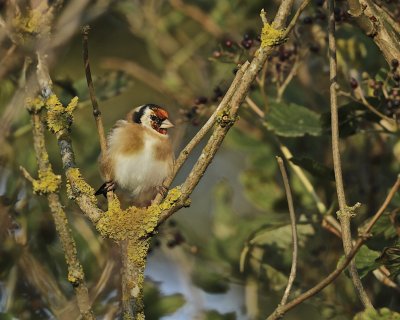 European Goldfinch.