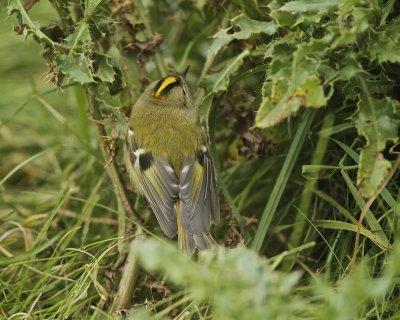 Goldcrest.