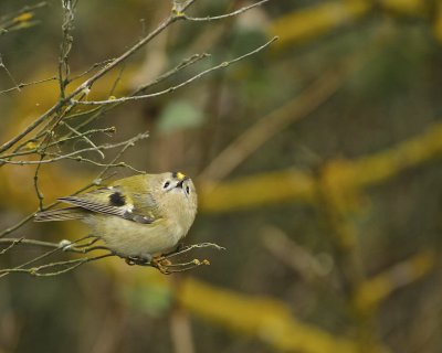 Goldcrest.