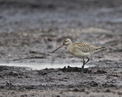 Bar-tailed Godwit.
