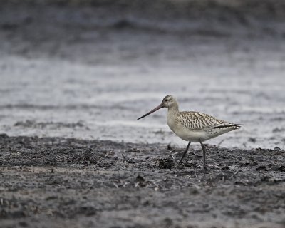 Bar-tailed Godwit.