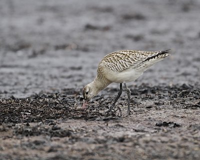 Bar-tailed Godwit.