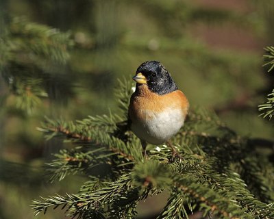 Brambling, male