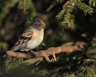 Brambling, female