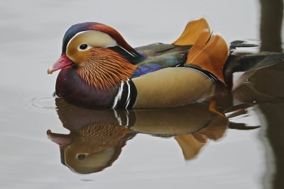 Mandarin Duck.