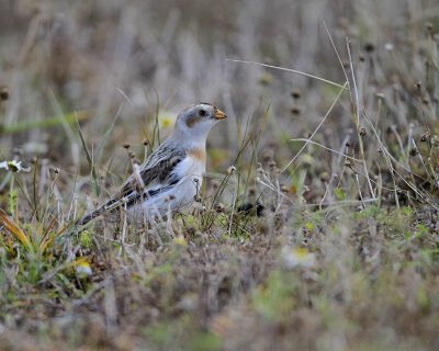 Snow Bunting/Snsparv
