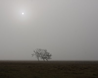 Tree in haze and morning sun.