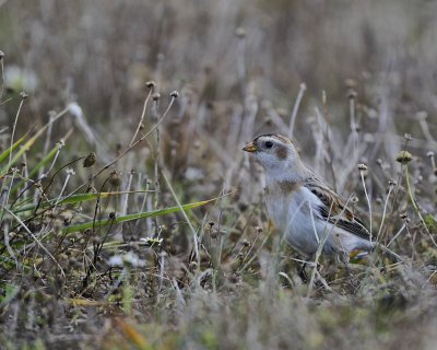 Snow Bunting.