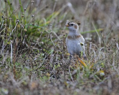 Snow Bunting.