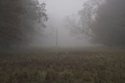 Autumn mist.