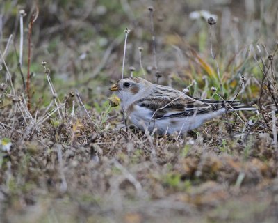 Snow Bunting.