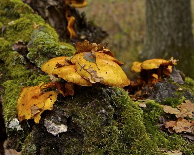 Polyporus on a rotten birch log.