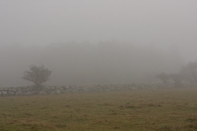 Ottenby Lund in mist.