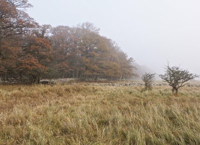 Ottenby Lund in autumn mist