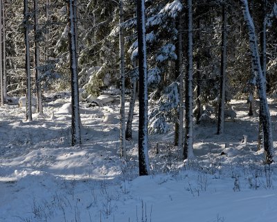 First snow covers the woods