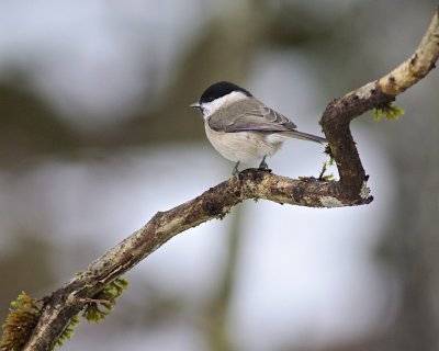 Marsh Tit