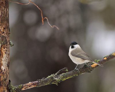 Marsh Tit