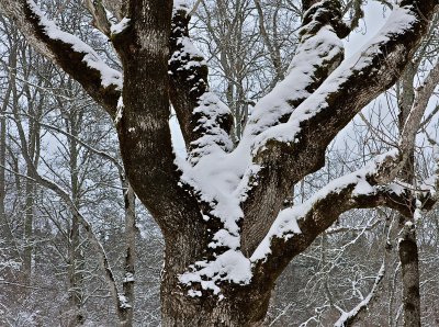 The old oak tree dressed in snow