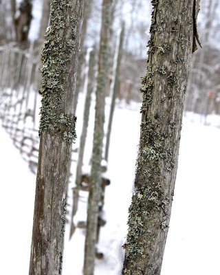 Fence in first snow